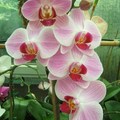 Könnyen tartható orchideák a lakásban