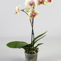 Ami az orchideáknak is tetszene