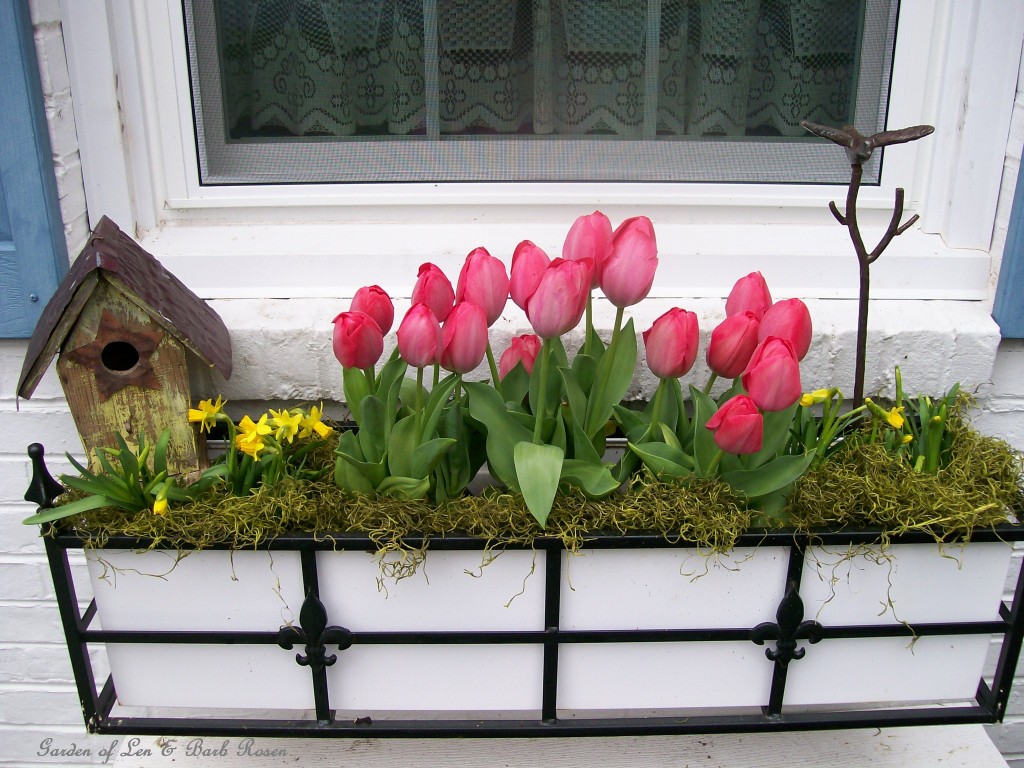 Tulipánok kedves látványt nyújtanak a madárházikó mellett.