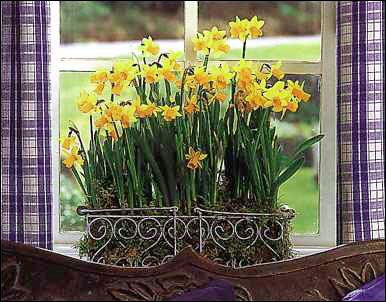 A sárga nárcisz igazi üde színfoltja az ablaknak.