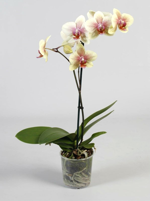 916_lepke_orchidea_60cm_1_viragszalas_anthura_pompe.jpg