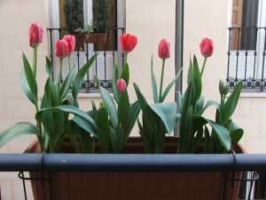 Tulipános kert az erkélyen.