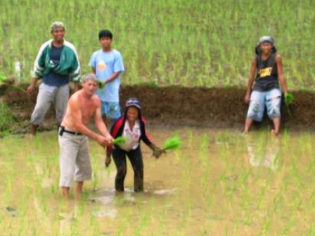 Fülöp-szigetek, rizsültetvény.bmp