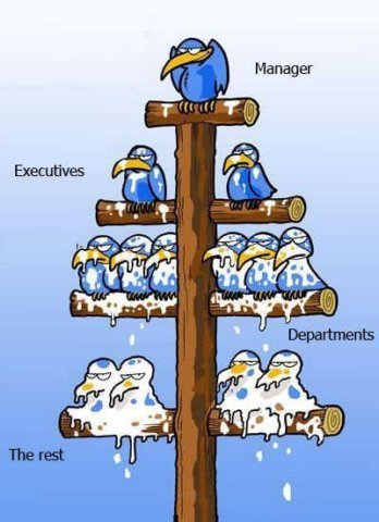 birds.jpeg