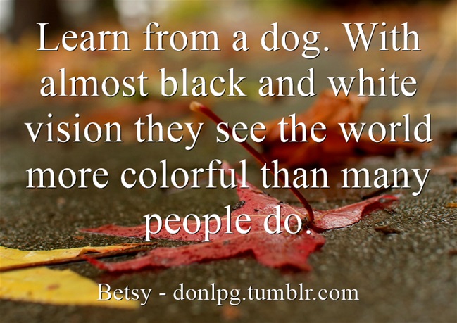 learn-from-a-dog-with.jpg