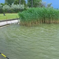 Amit a Velencei-tó komplex partfal-rehabilitációjáról tudni lehet - 2.rész