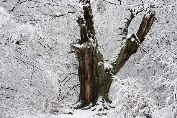 ancient-oak-tree-winter-snow-covered-ancient-650573.jpg