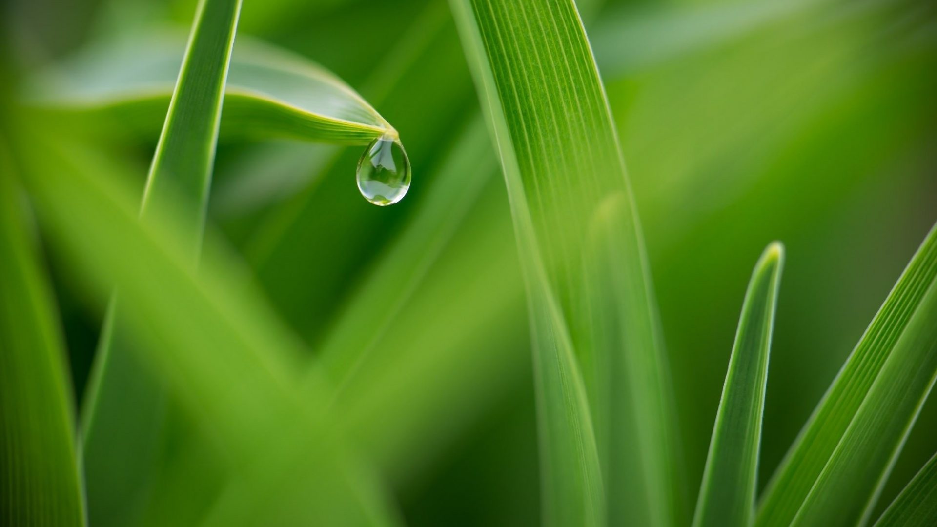 drops-green-macro-grass-dew-nature-hd-wallpapers-windows-8-1920x1080.jpg