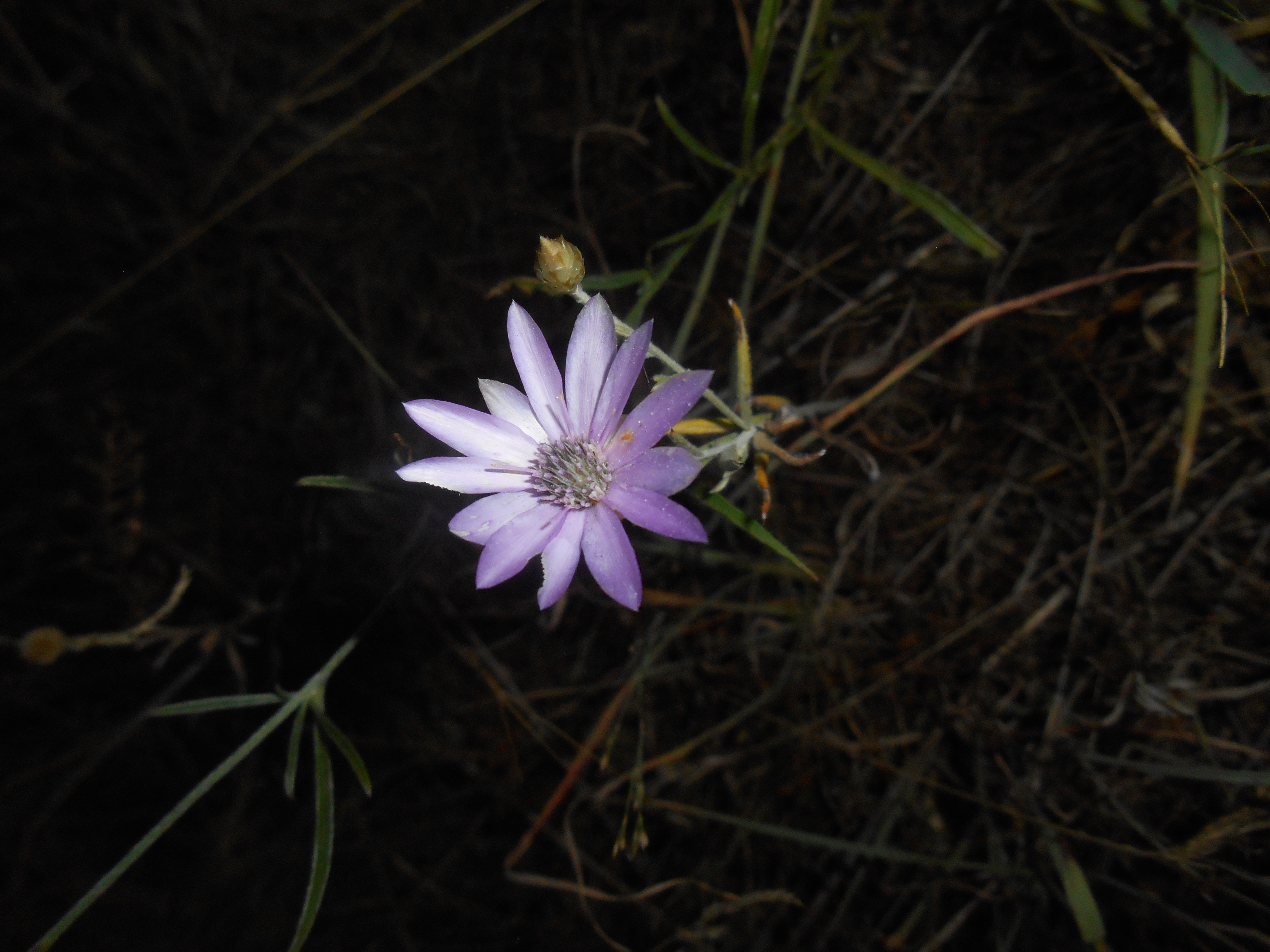 dscn3188.JPG