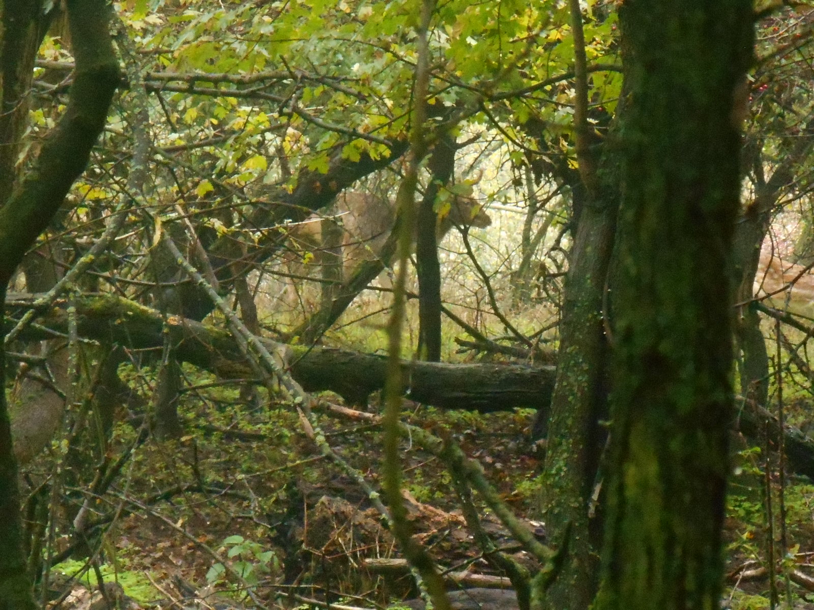 dscn6338.JPG
