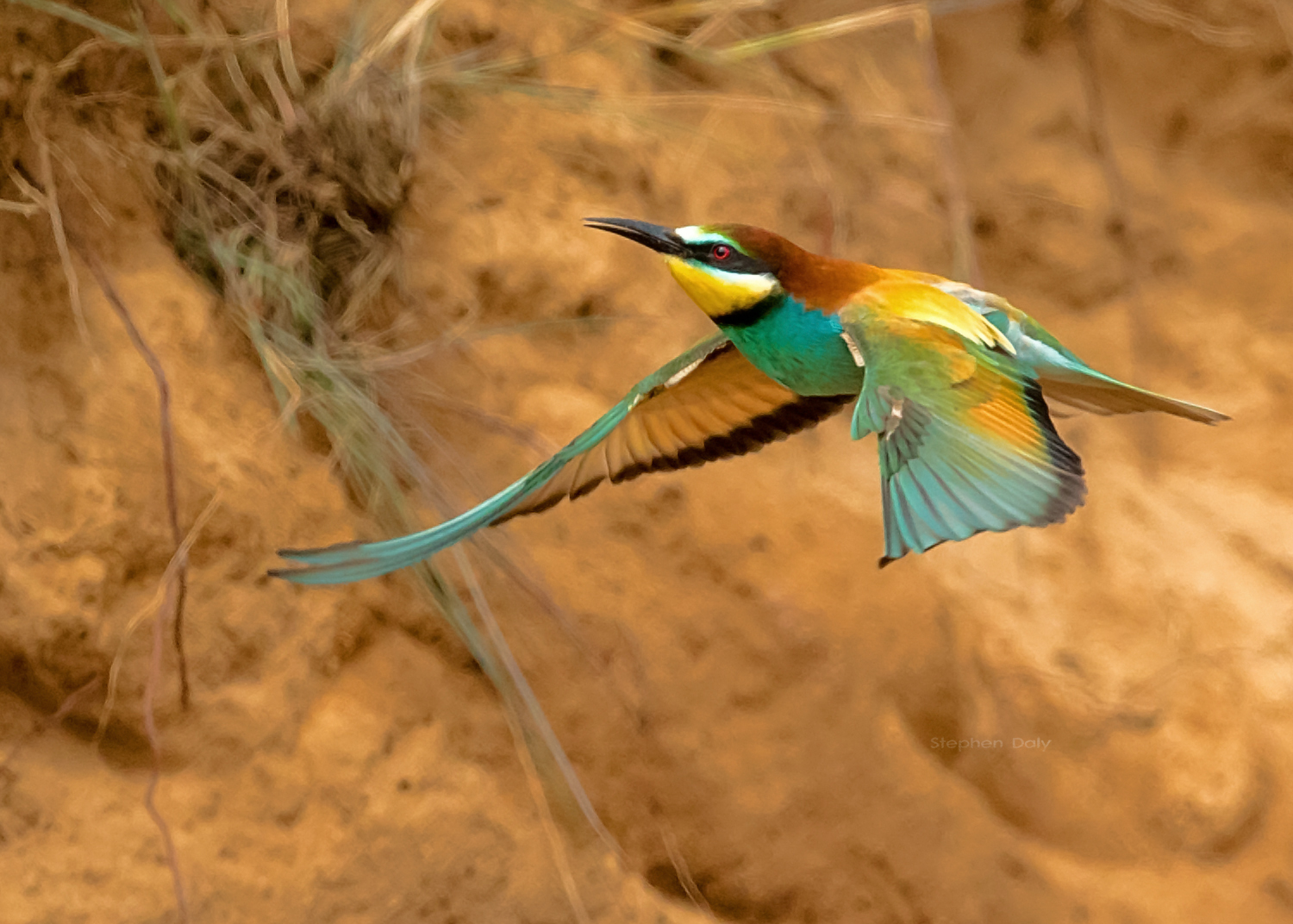 european_bee-eater_flight_1561.jpg