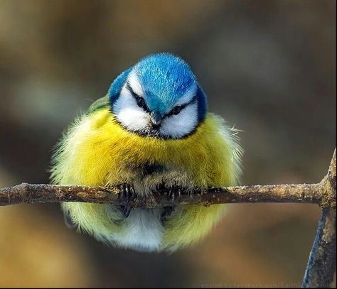 fluffy-blue-tit-310315.jpg