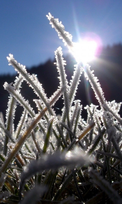 grass_frost_snow_white_frozen_9199_480x800.jpg