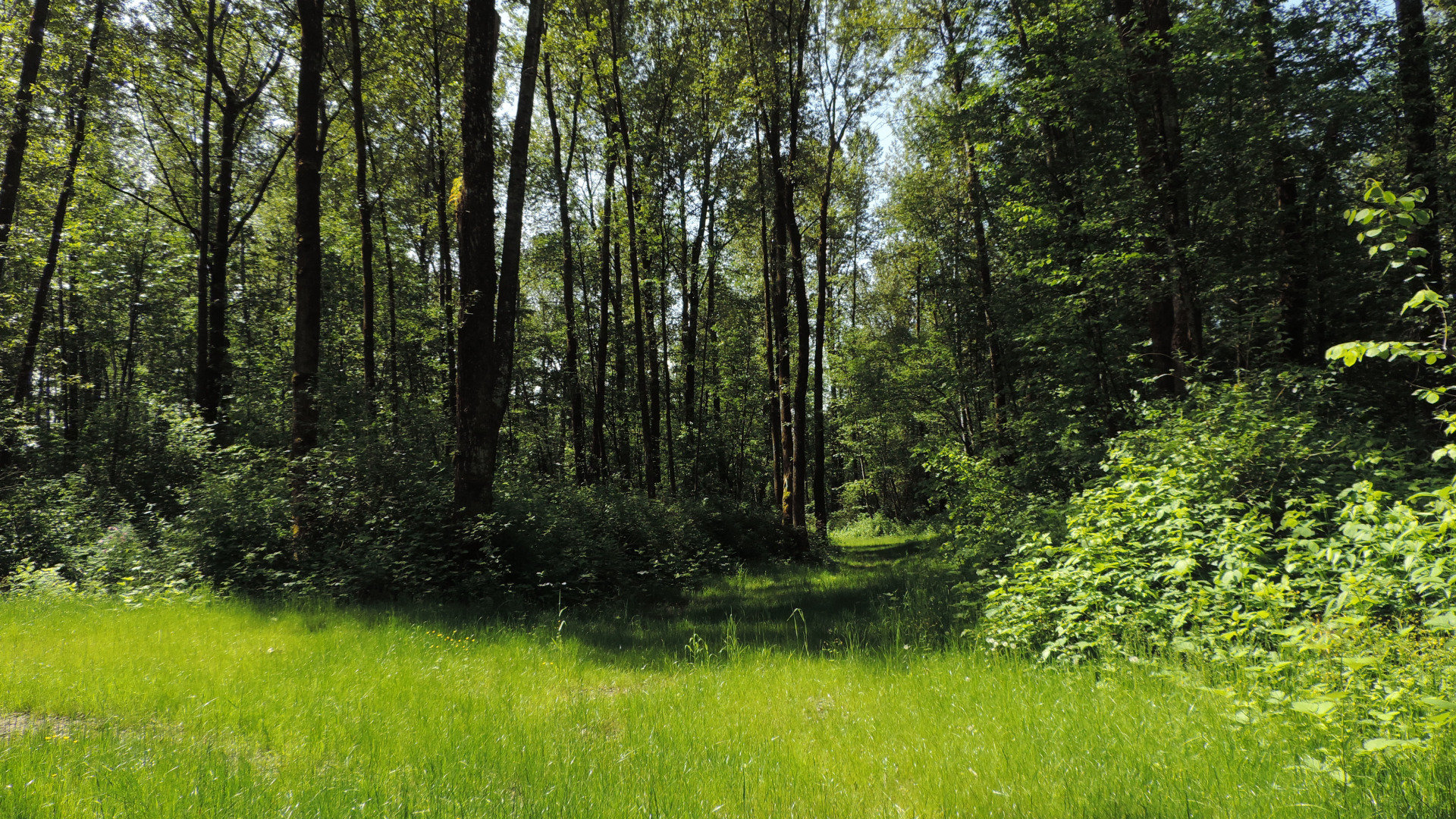nature-summer-forest-trees.jpg