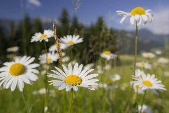 oxeye-daisy-leucanthemum-vulgare-flower-meadow-near-windischgarsten-upper-austria_u-l-q11vs2t0.jpg
