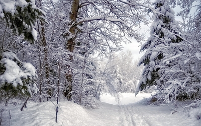 path-through-the-snowy-forest-36008-400x250.jpg