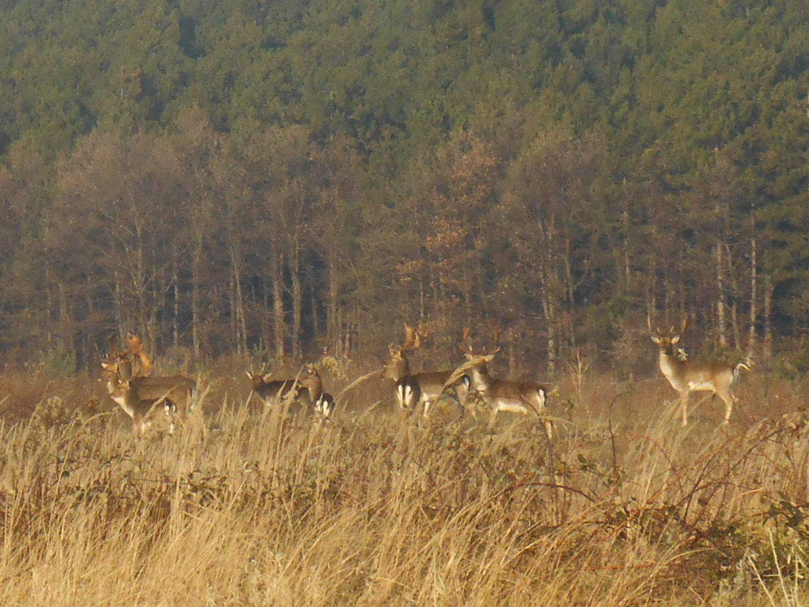 rscn5516.JPG