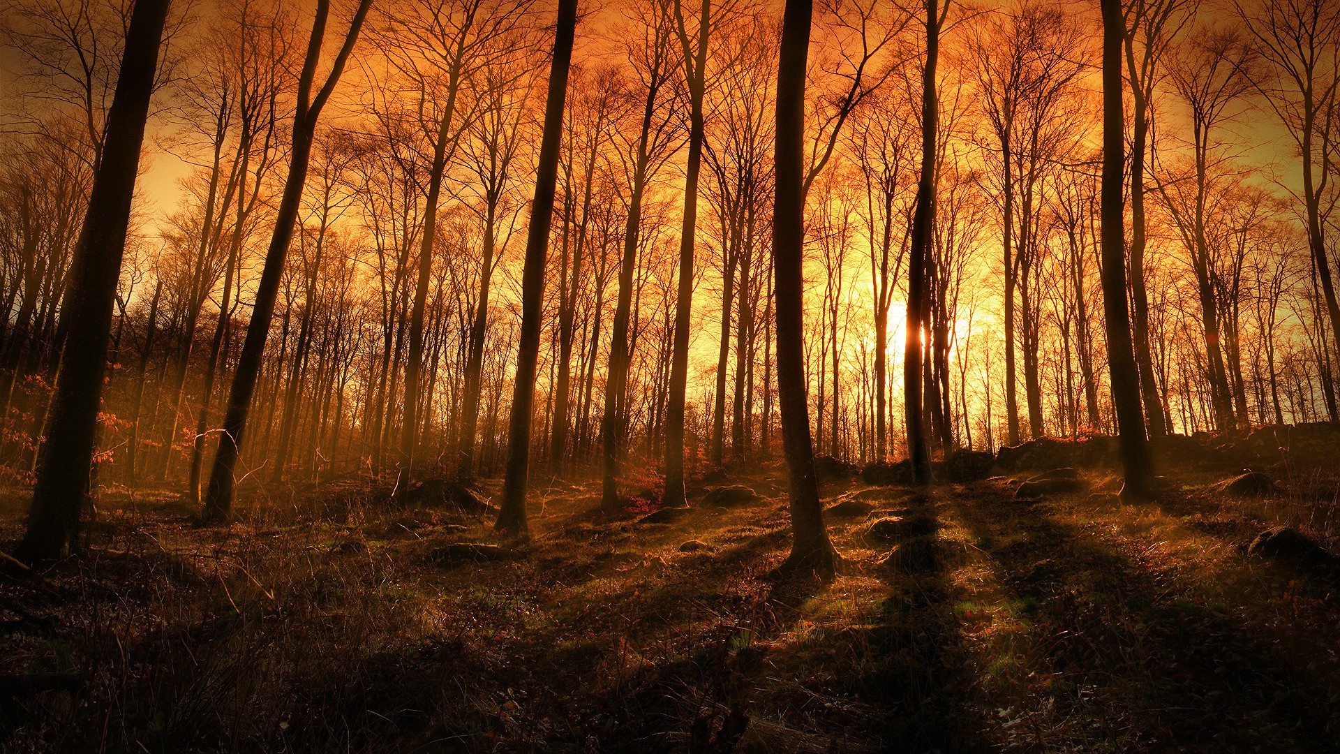 sunset-sunbeams-coming-through-the-forest-1920x1080-wallpaper.jpg