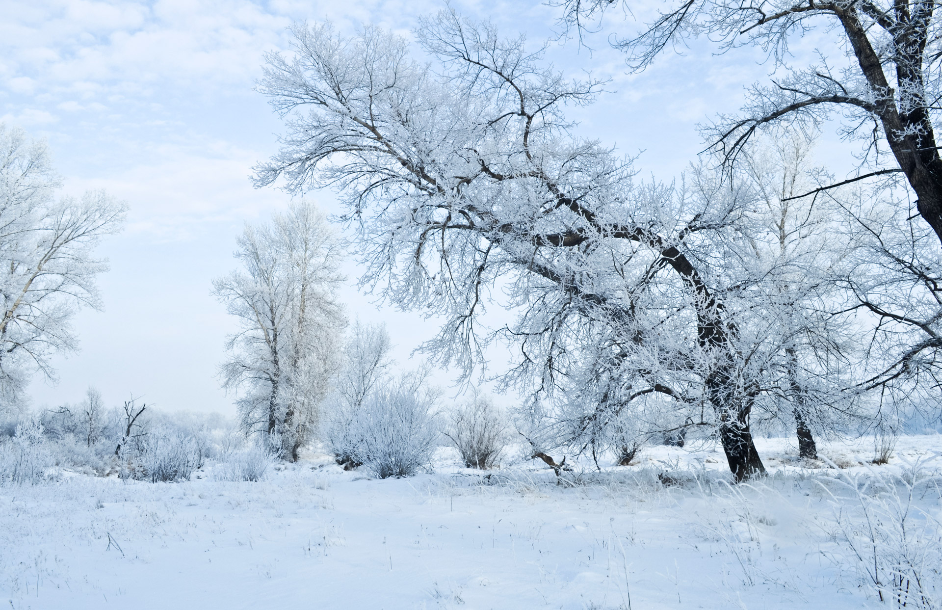 winter-and-forest.jpg