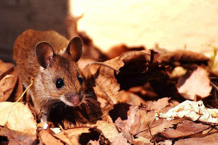 wood-mouse-nager-cute-small-preview.jpg
