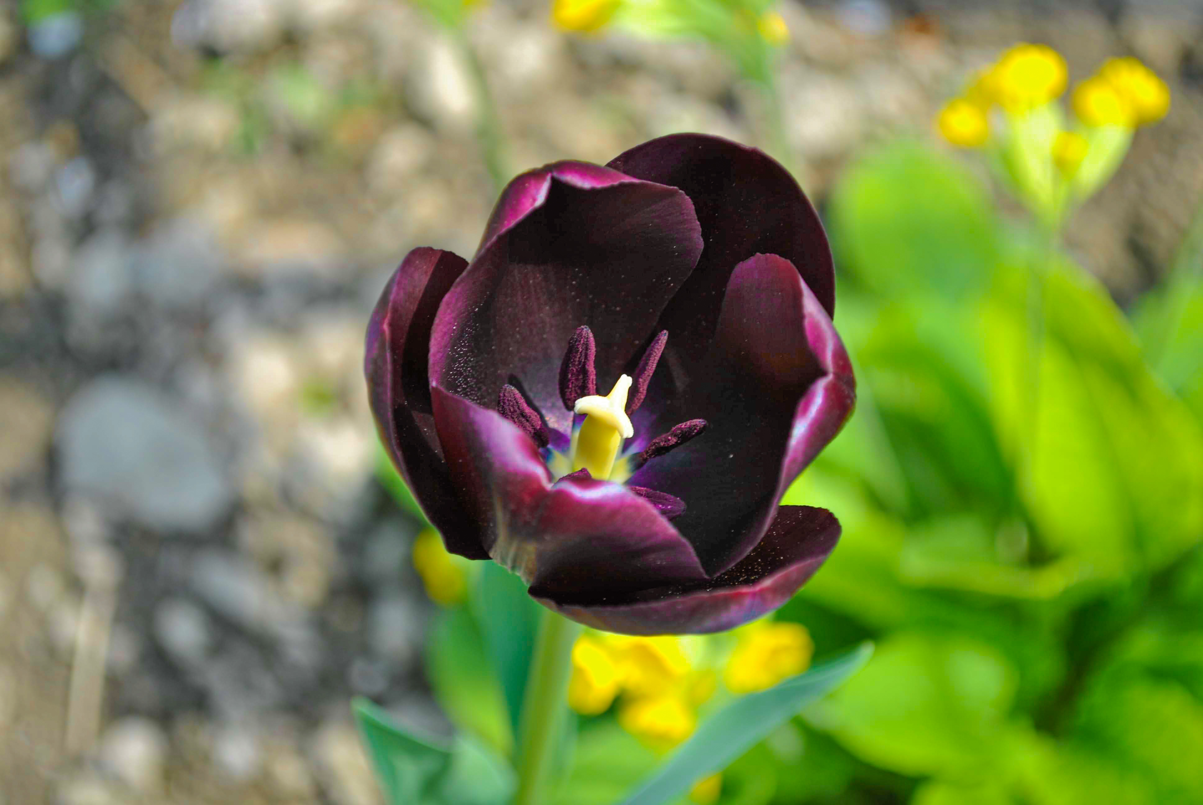 _tulipan.jpg