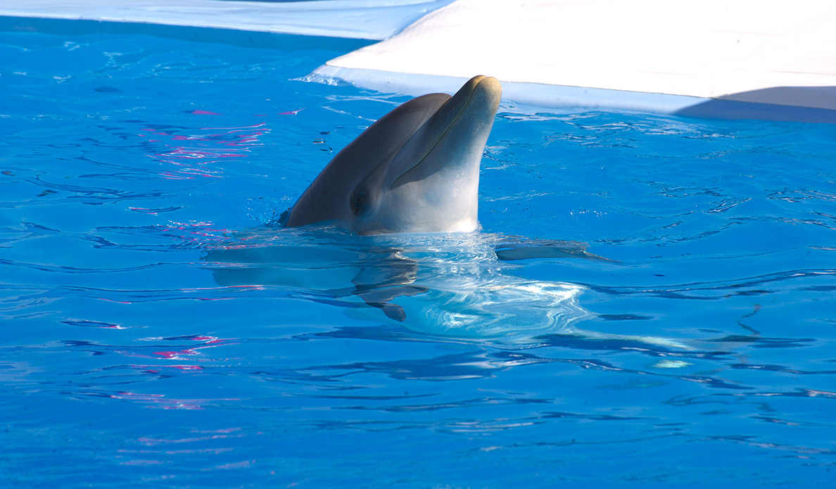 swim-with-dolphins-in-malta-eri.jpg