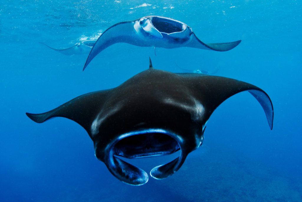 manta-rays-1024x687.jpg