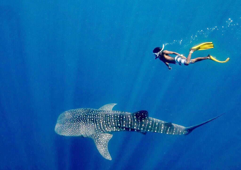 whale-shark-snorkeling.jpg