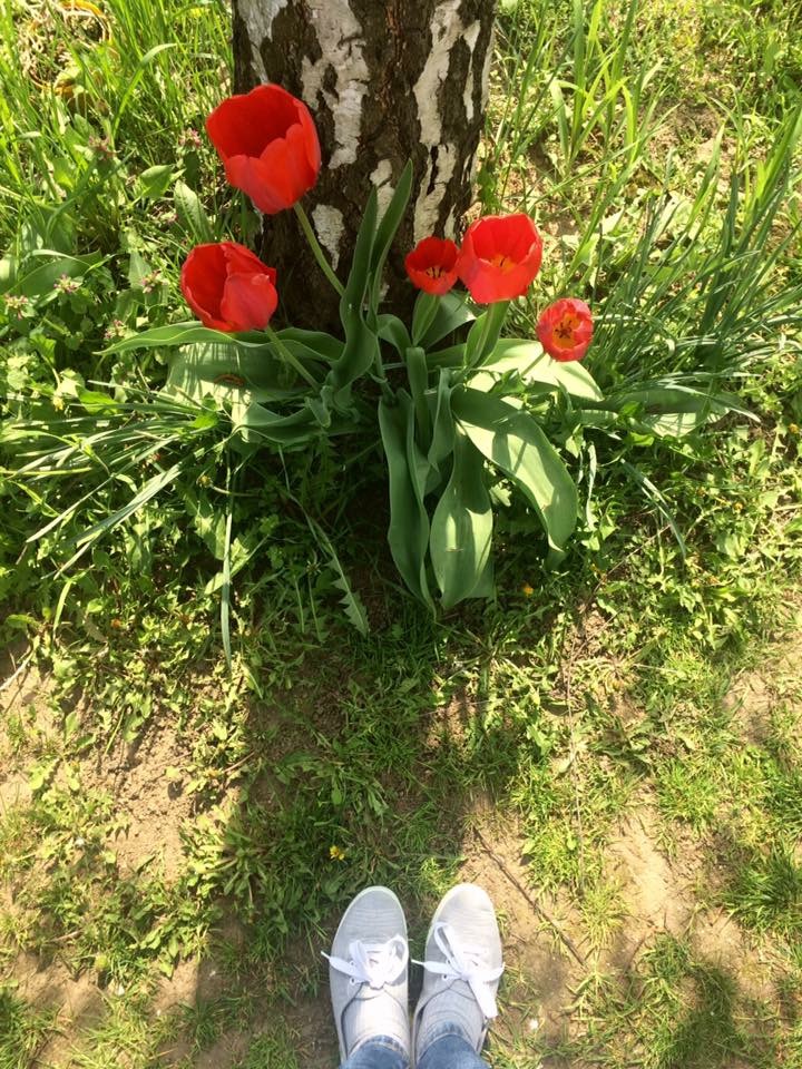 A fa, a tulipánok - és a történet, ami mögötte van