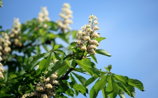 feherviragu_vadgesztenye_whitechestnut.jpg