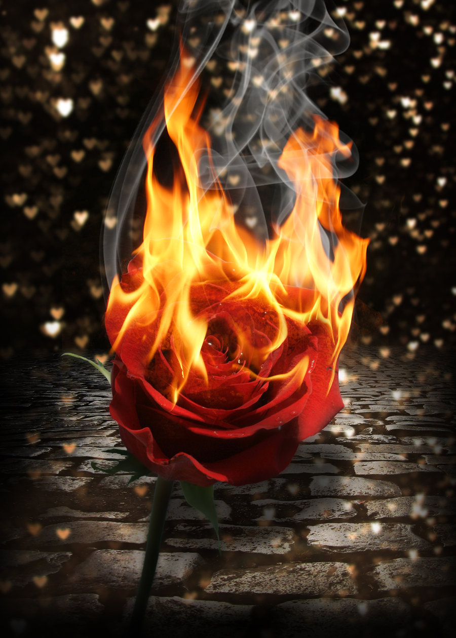 A lángoló vörös rózsa.jpg