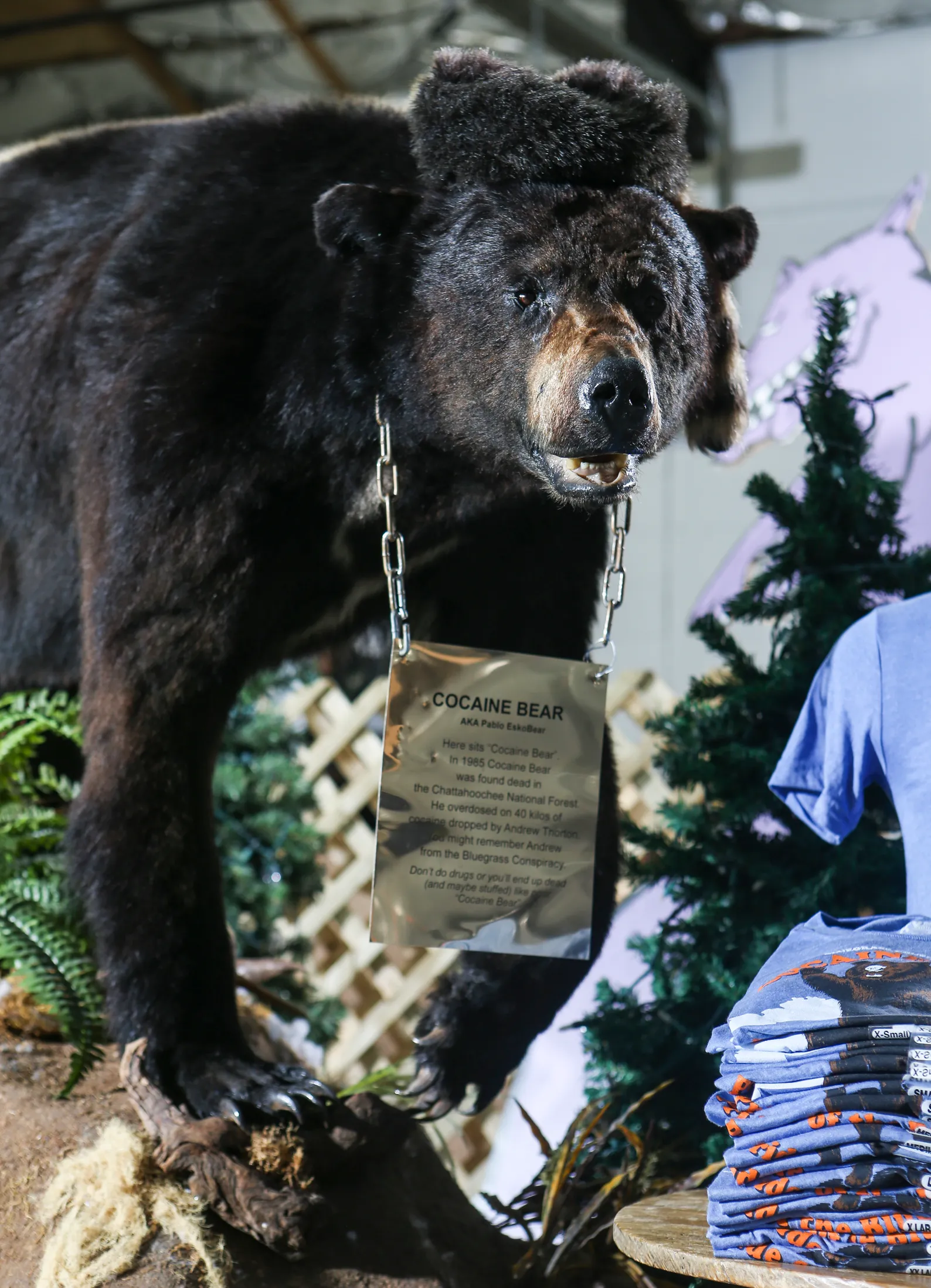 cocainbear.webp