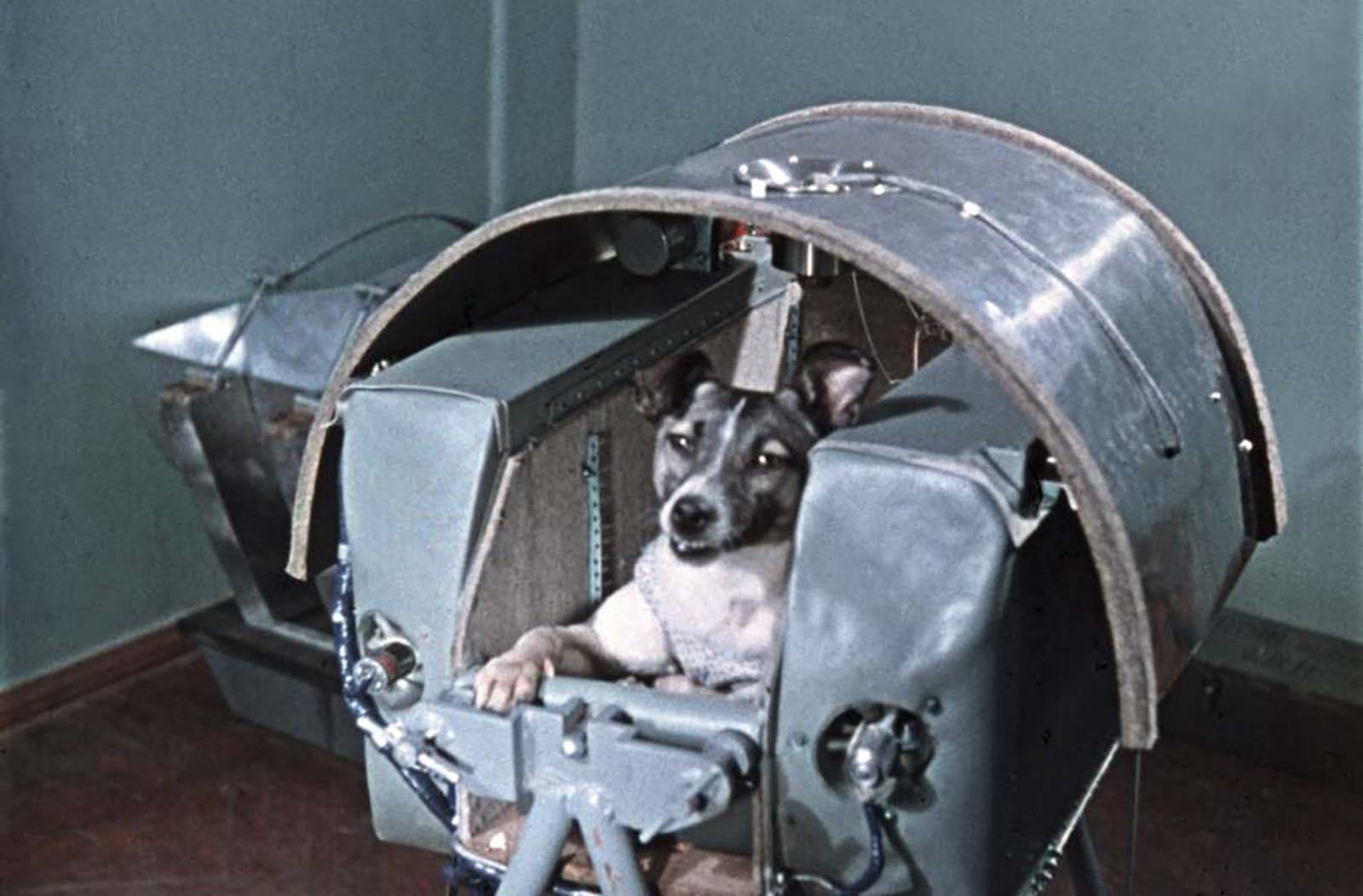 laika-dog-in-space-small.jpg