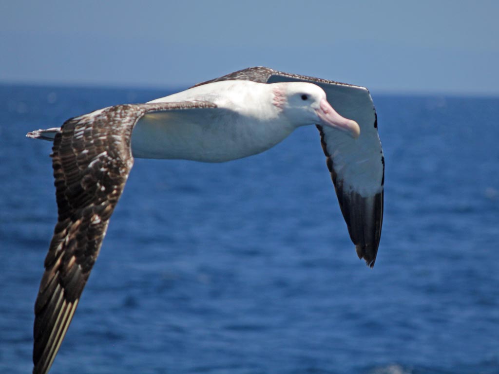 wandering_albatross_cw.jpg