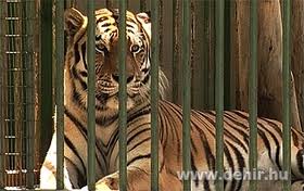 Csíkos tigris.jpg