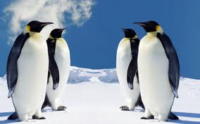 pingvin2.jpg