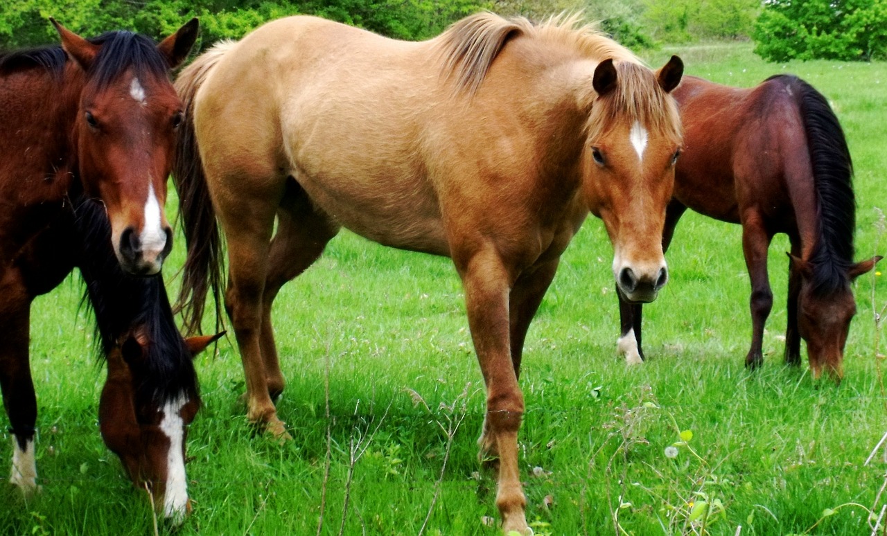 horses-20033_1280.jpg