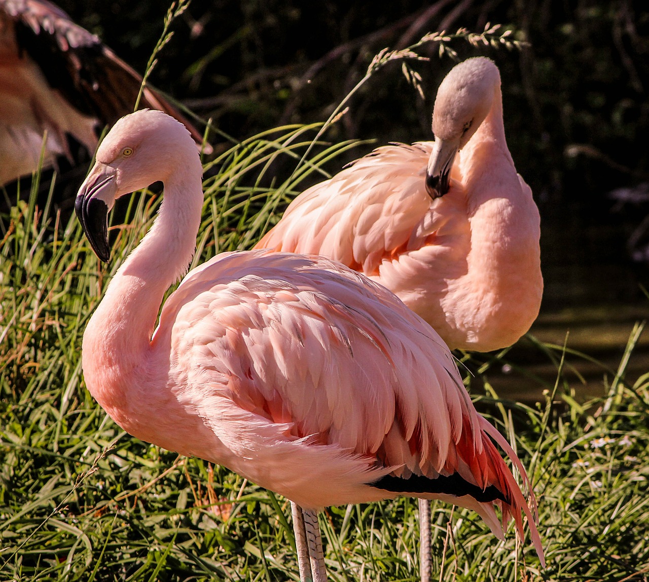 pink-flamingos-204845_1280.jpg