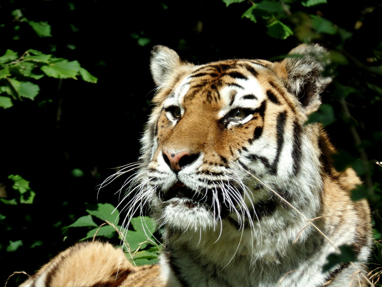 tiger-433497_1280.jpg