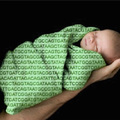 A genetikai betegségek és a kromoszóma számbeli rendellenességek egyidejű vizsgálatával növelhető a teherbeesés esélye