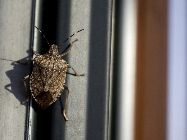 Mivel űzz ki minden csúszómászót, rágcsálót otthonodból?