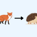 Kell-e (átfogó) célállítás a hatékony élethez, vagy nem? - Hedgehog vs fox...