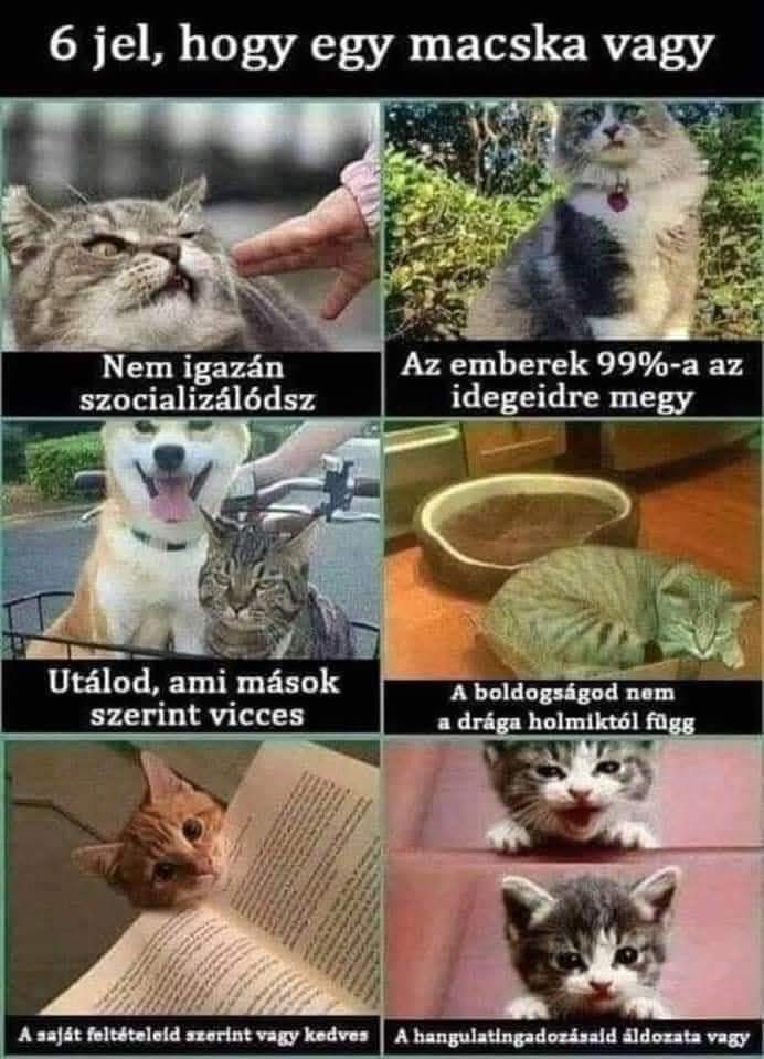 6_jel_hogy_macska_vagy.jpeg