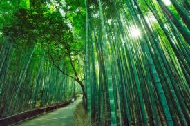 Chinese bambus tree 2.jpg