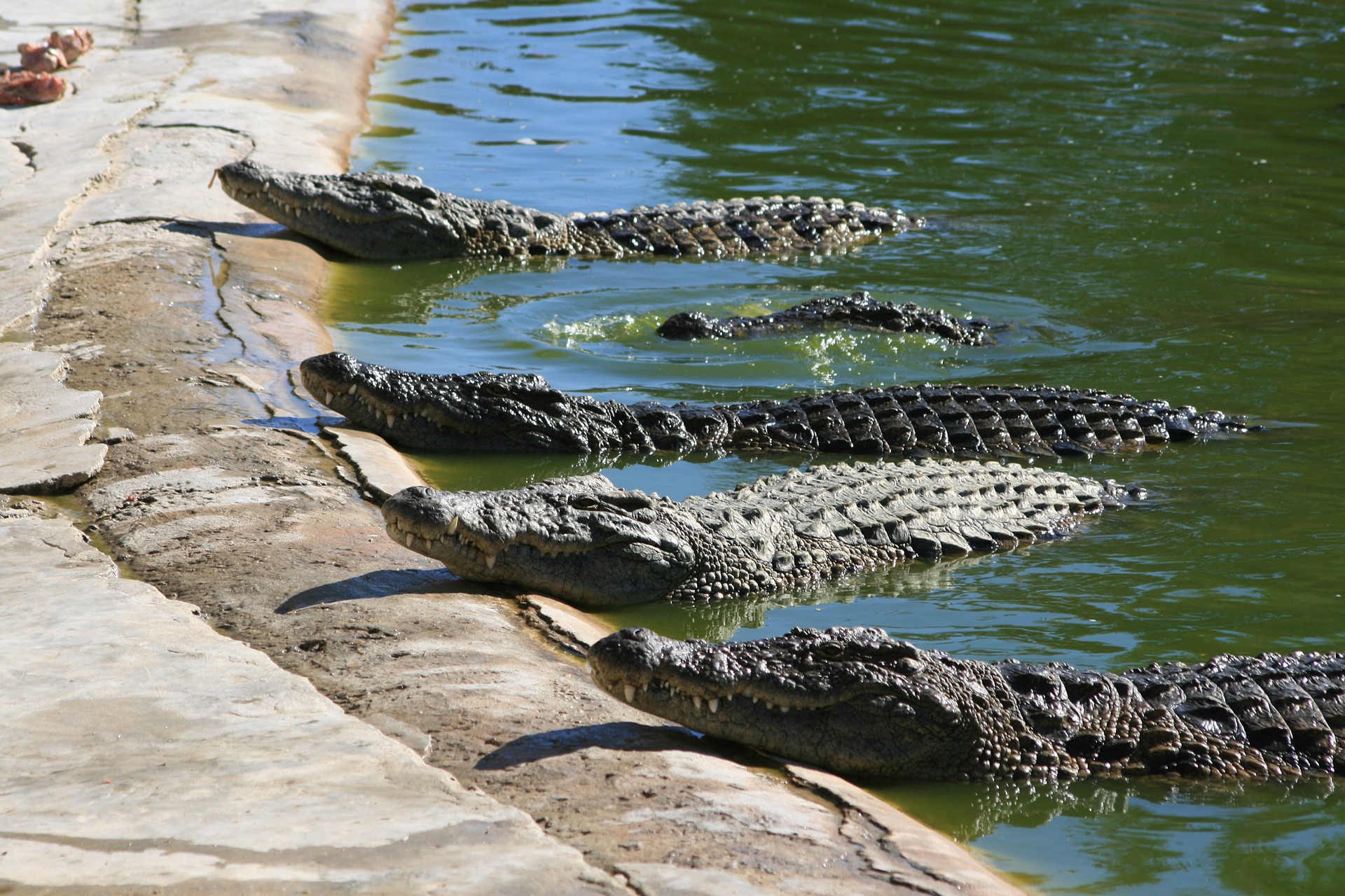 crocodiles-3489784_1920.jpg