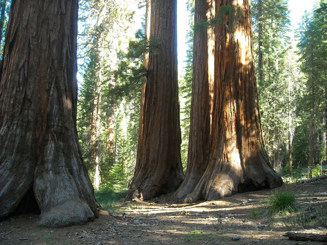 200 hely, amit látnod kell: Sequoia, USA