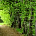 Nagyobb erdőterületet, egyszerűbb szabályozást ígér az erdőtörvény módosítása