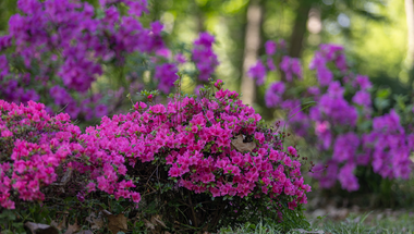 Kihagyhatatlan látnivaló ez az arborétum