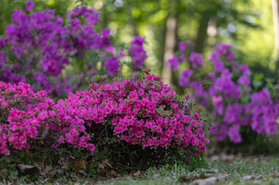 Kihagyhatatlan látnivaló ez az arborétum