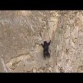 Ez a medve próbál sziklát mászni
